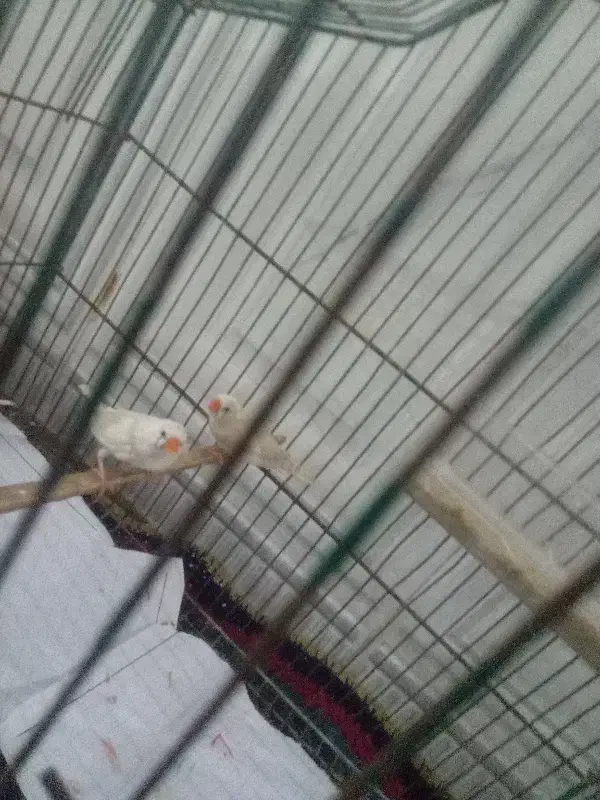 فنج جفت|پرنده|بندرعباس, |دیوار