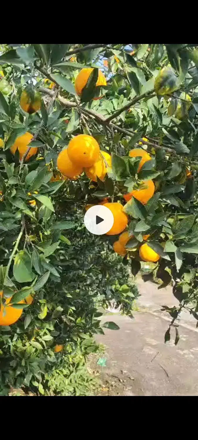 پرتقال تامسون چیده شده|گل و گیاه طبیعی|تهران, شهمیرزادی|دیوار