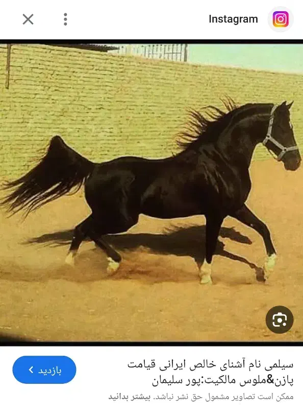 کره مادیون مشکی یک سال و نیم|اسب و تجهیزات اسبسواری|مهریز, |دیوار