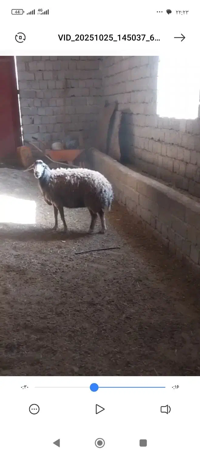 شک مه|حیوانات مزرعه|لاجان, |دیوار