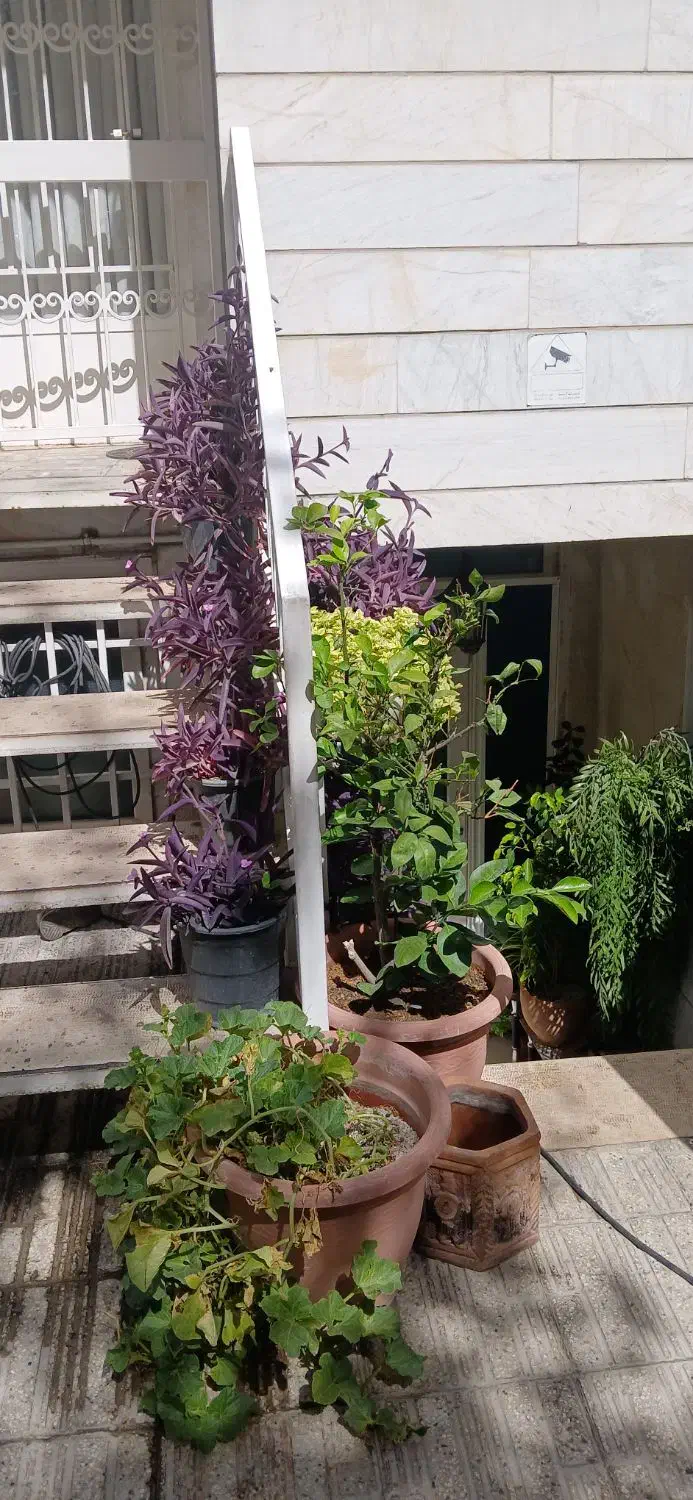 ۷۰متر ۱خواب،صادقیه،ستارخان،بلوار شهید گلاب|اجارهٔ آپارتمان|تهران, چوب تراش|دیوار