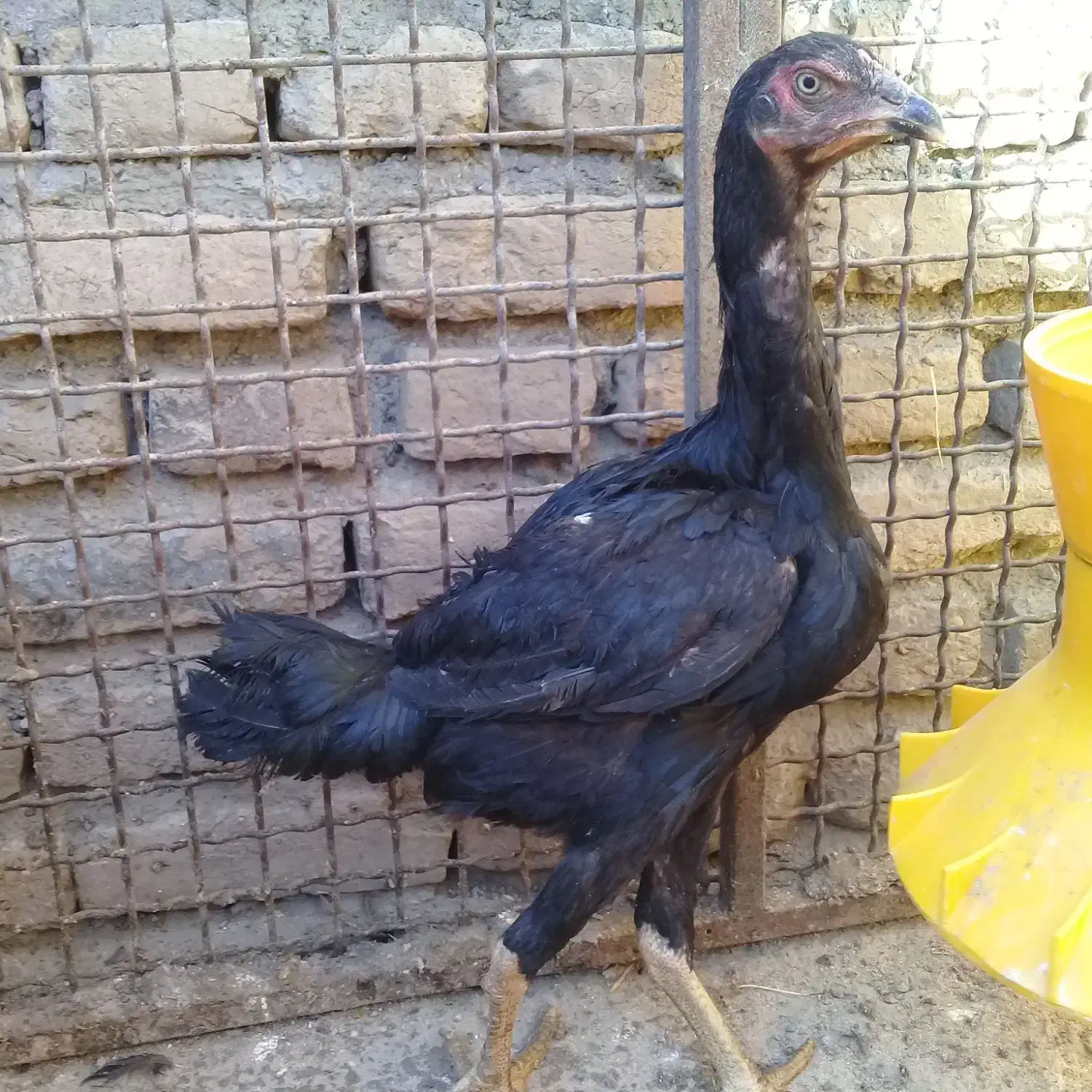 لاری نسل ظمانتی قابل استعلام|حیوانات مزرعه|چالدران, |دیوار