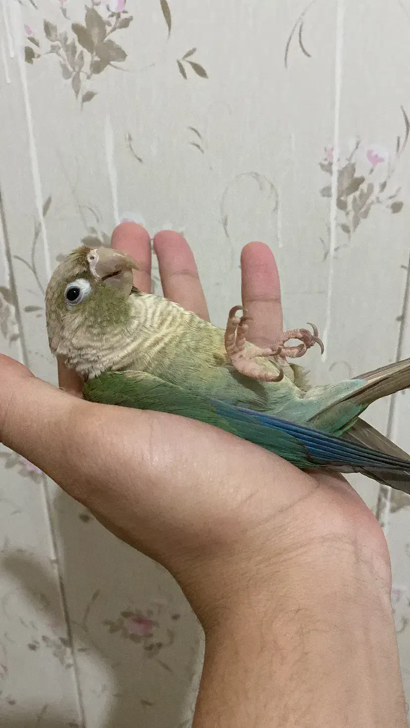 راهب گرینچیک|پرنده|تربت‌حیدریه, آسایش|دیوار