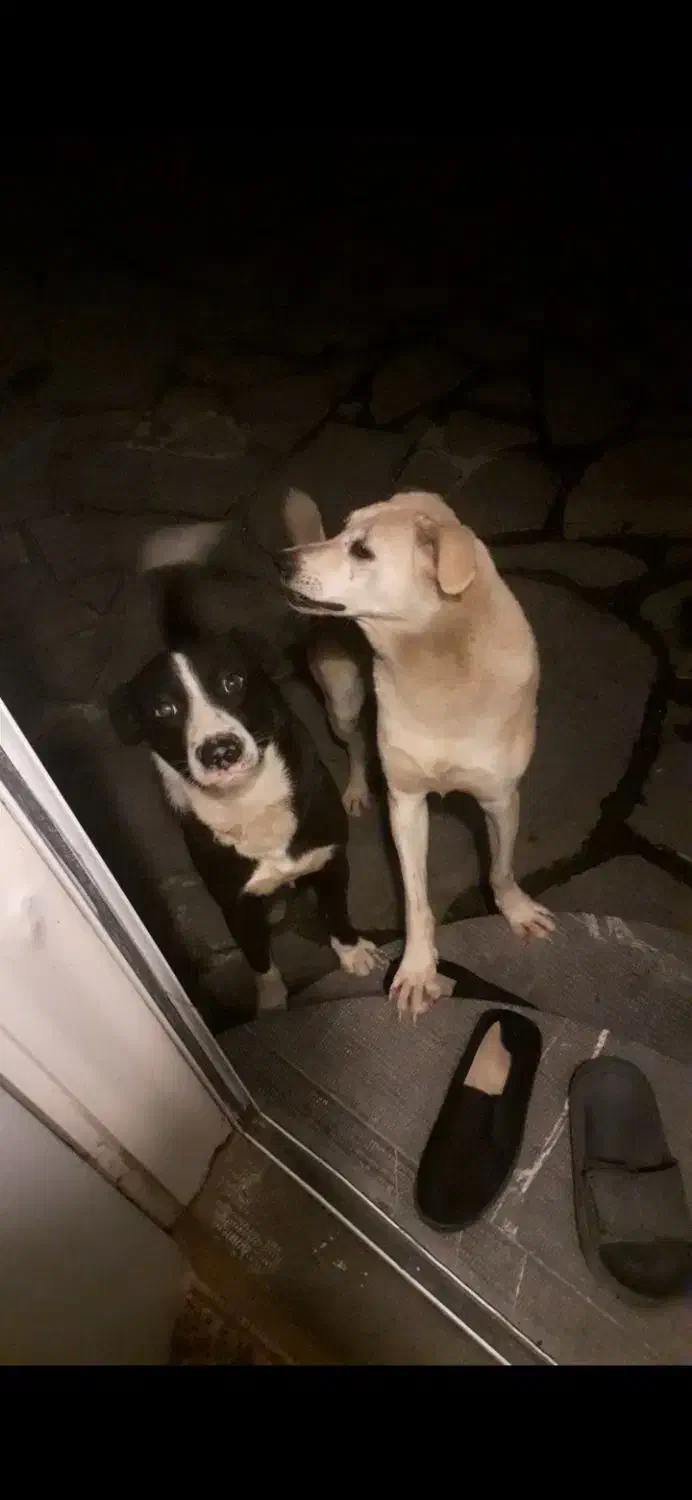 سگ نگهبان ماده|سگ|نوشهر, |دیوار