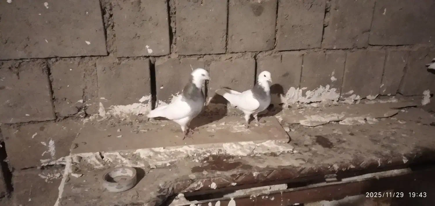 طوقی قرمز|پرنده|شاهین دژ, |دیوار