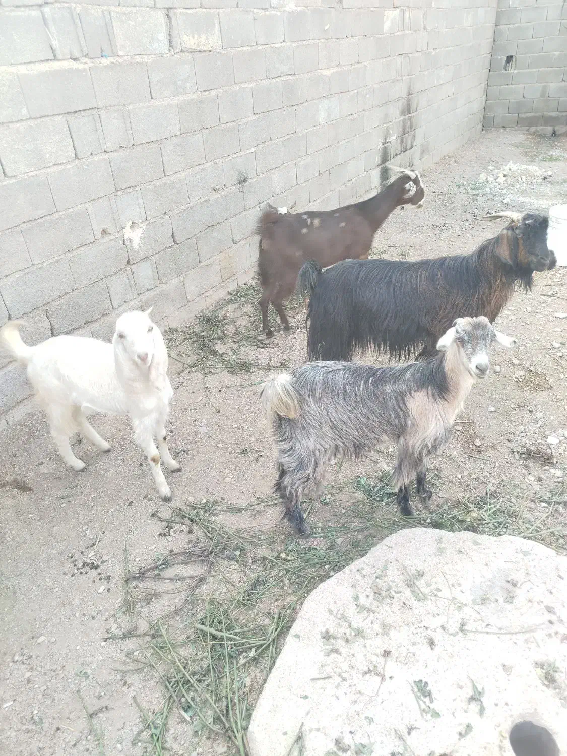 بز ابستن|حیوانات مزرعه|فورگ, |دیوار