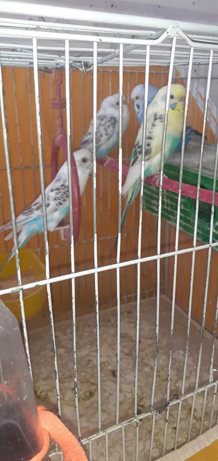 مرغ عشق|پرنده|بروجن, |دیوار