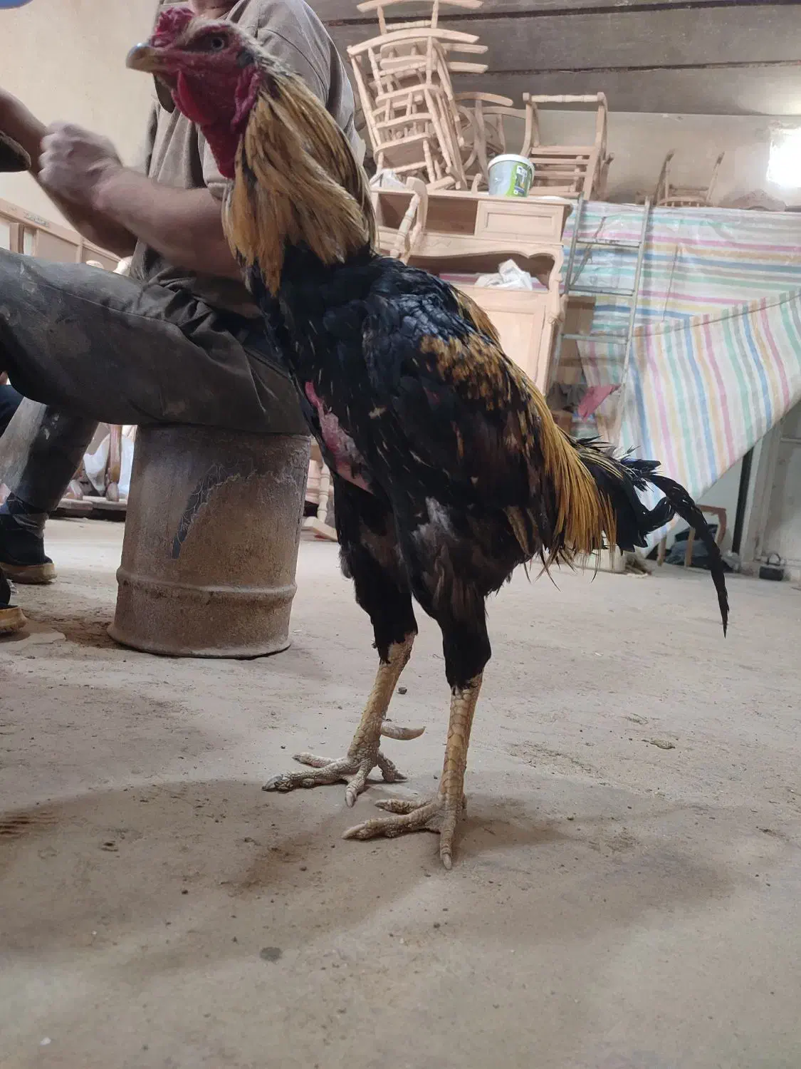 مرغ و خروس لاری اصیل آماده جوجه کشی|حیوانات مزرعه|تبریز, |دیوار