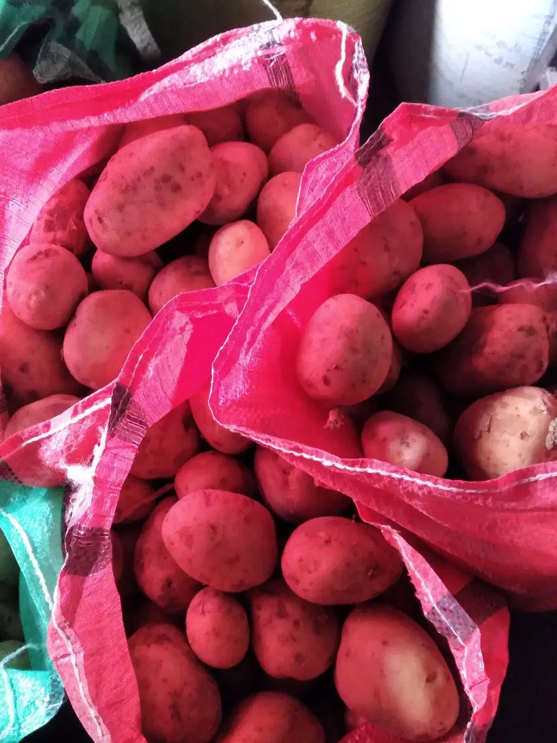 بذر جدید سایتا بذری وخواراکی عالی|خوردنی و آشامیدنی|داران, |دیوار