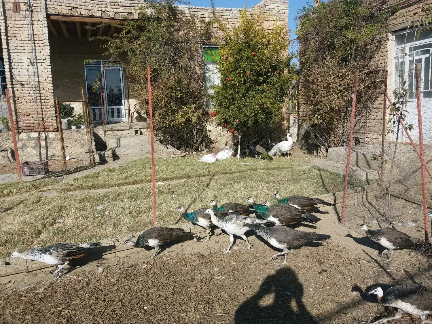 جوجه طاووس هندی و مصری|حیوانات مزرعه|محمدبار, |دیوار