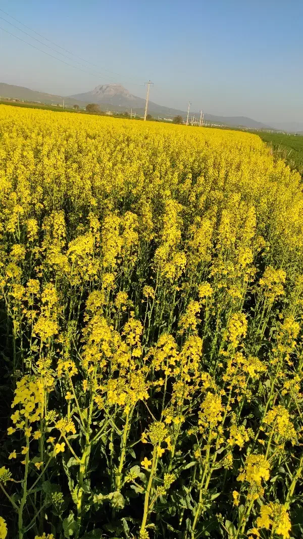 زمین کشاورزی بارانی|اجارهٔ دفتر صنعتی، کشاورزی، تجاری|پیر سلیمان, |دیوار