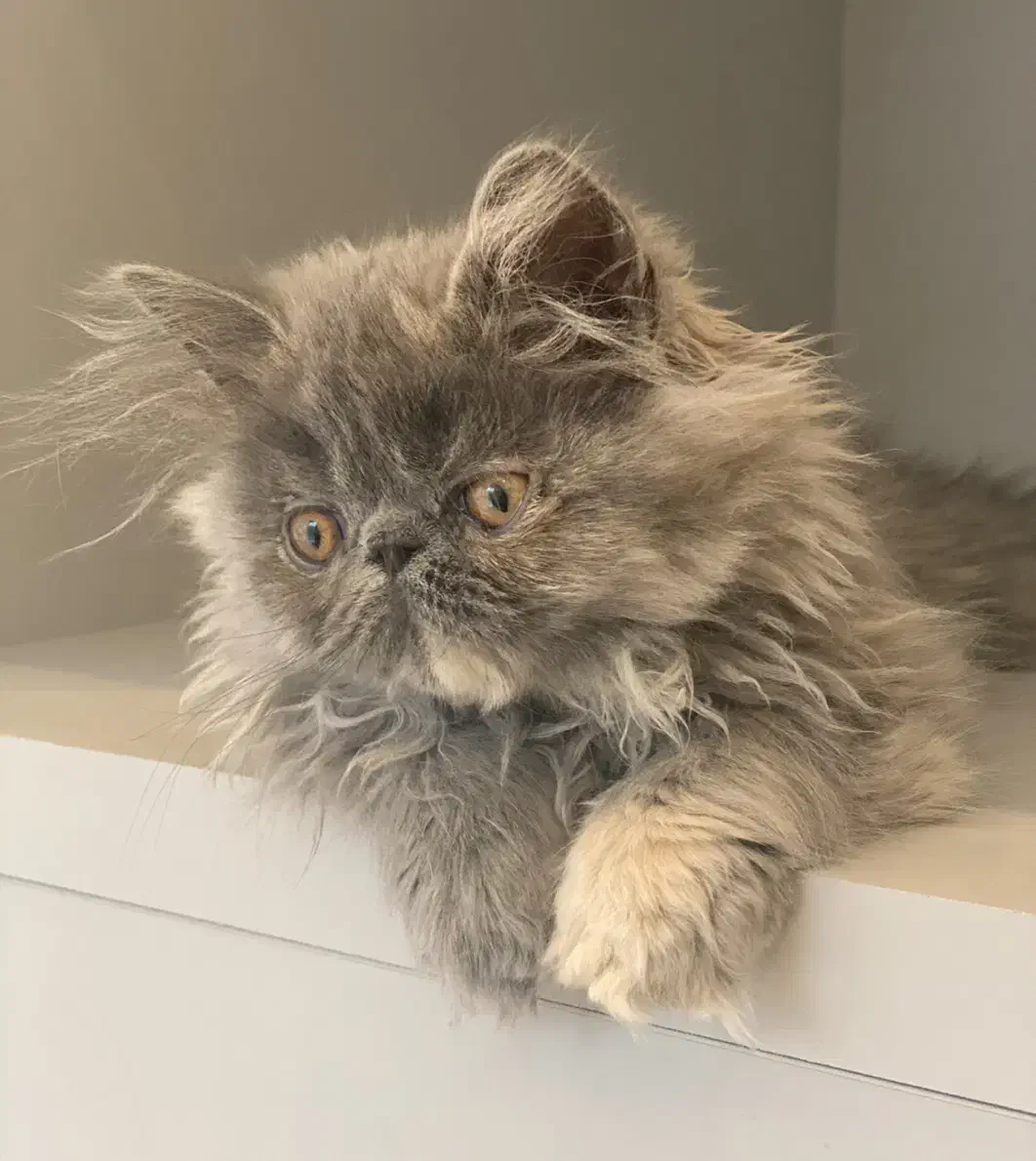 گربه پرشین سوپرفلت دختر ۲/۵ ماهه|گربه|تبریز, |دیوار