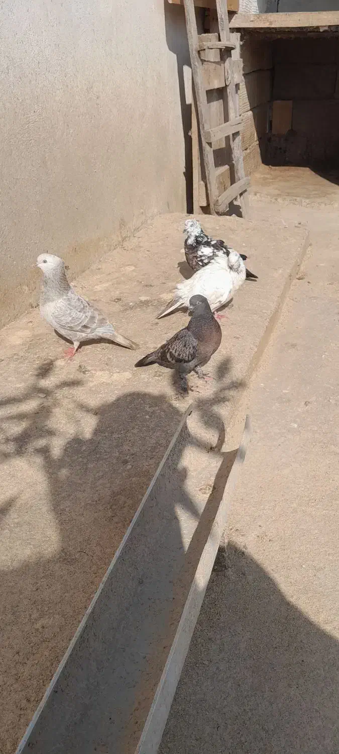 کبوتر|پرنده|ماسال, |دیوار