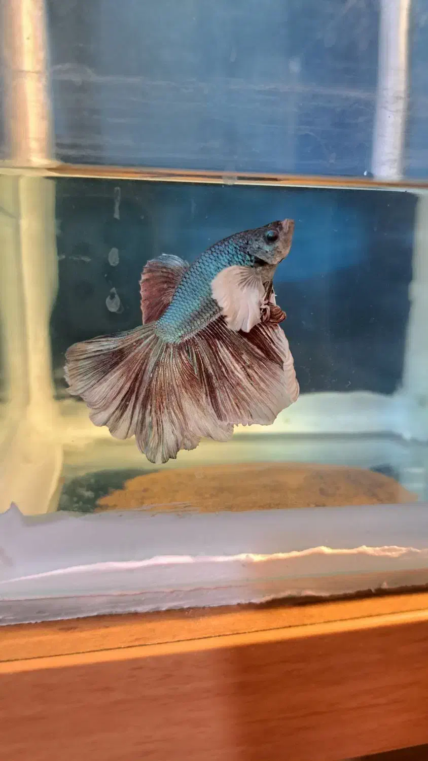 فایتر بیگ ایر دبل تیل سوپر باله|ماهی|ری, دیلمان|دیوار