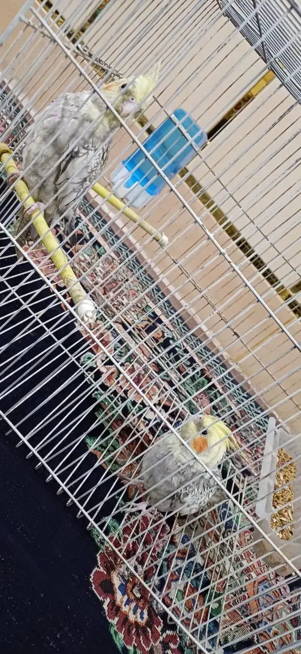 عروس هلندی نر و ماده|پرنده|شوشتر, |دیوار