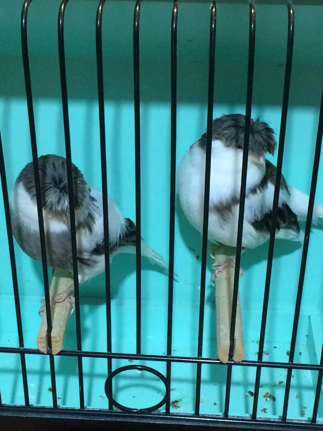 قناری گلاستر|پرنده|ری, هاشمآباد|دیوار