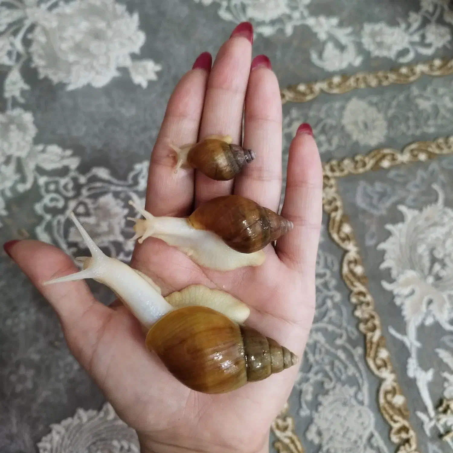 حلزون پرورشی نژاد آفریقایی آچاتینا فولیکا آلبینو|خزنده|تهران, جی|دیوار