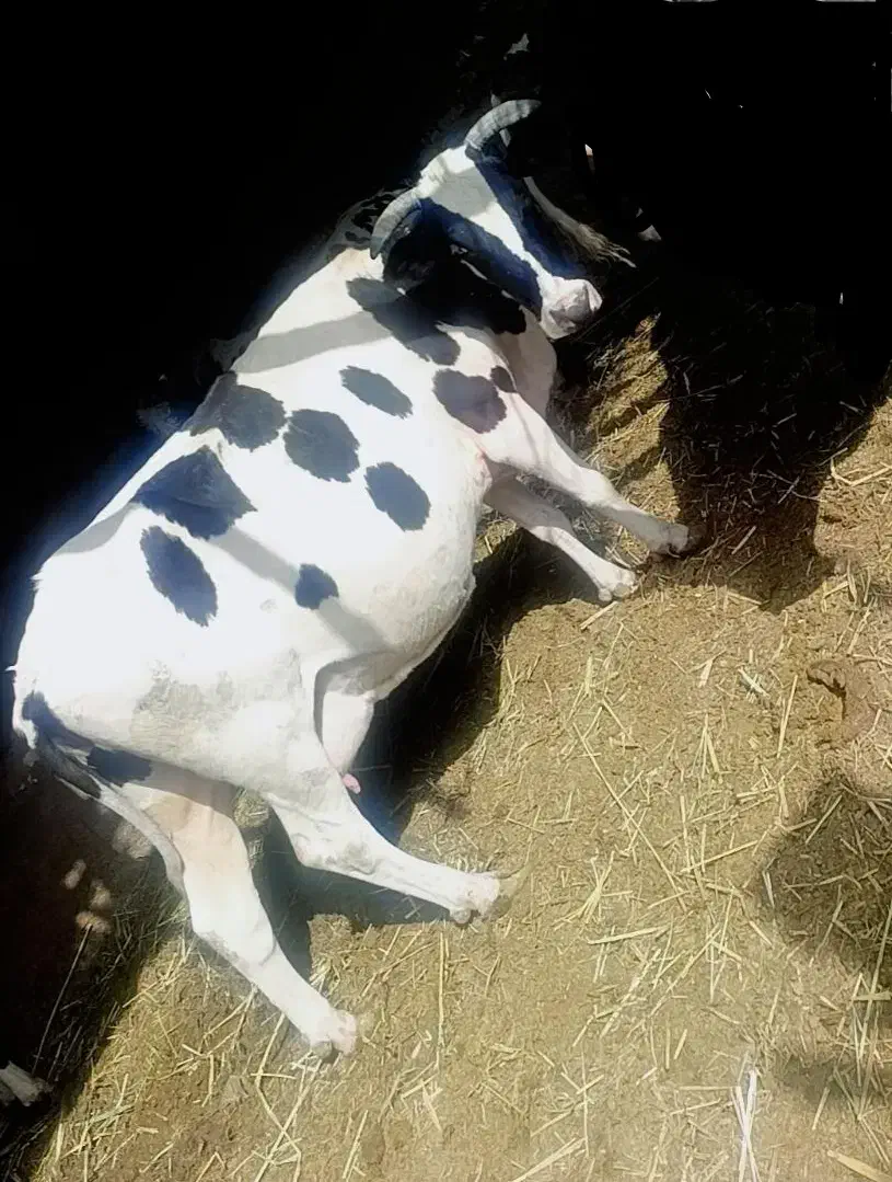 کاو|حیوانات مزرعه|شیراز, شاپورجان|دیوار