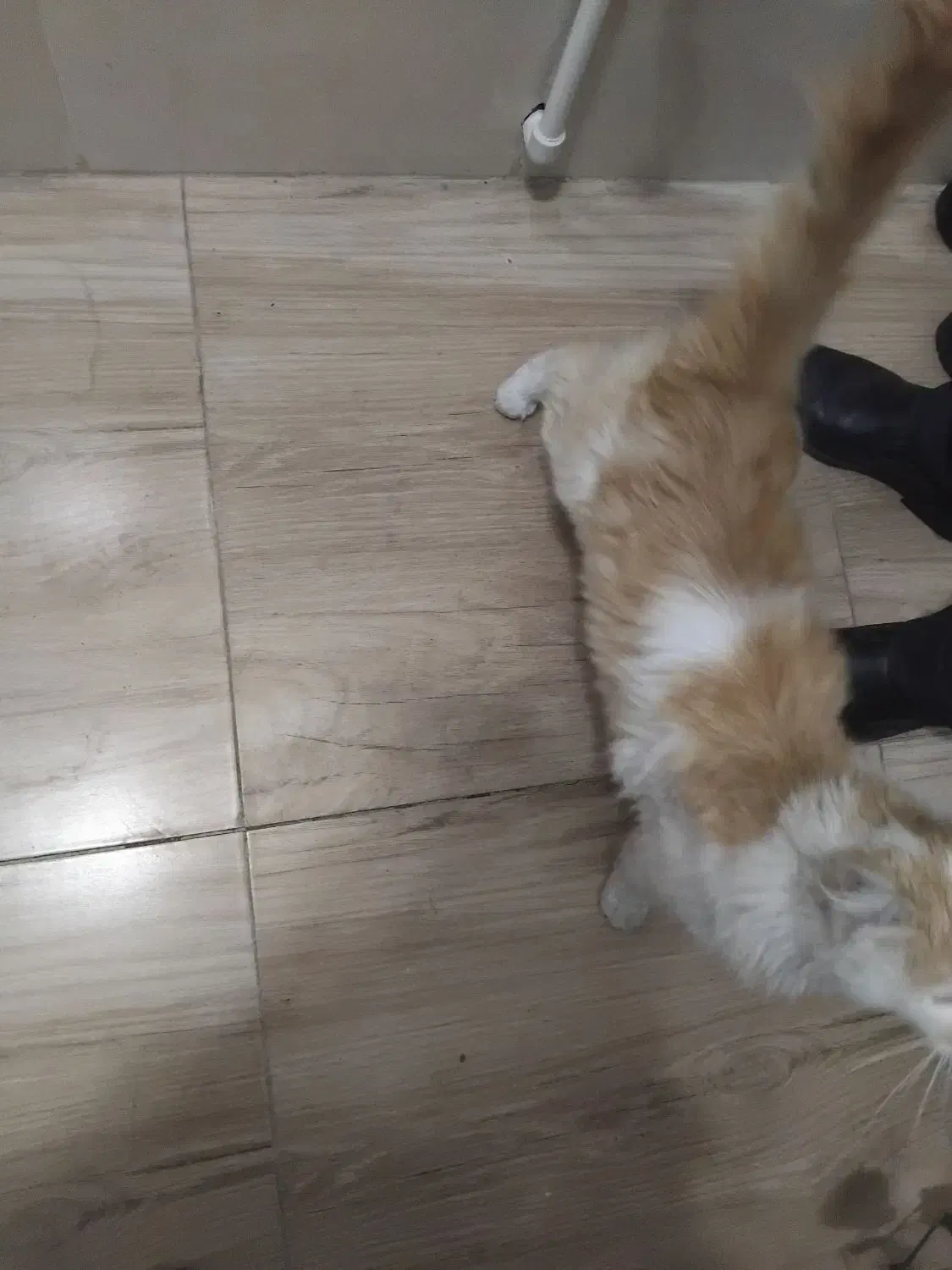 واگذاری گربه|گربه|میاندوآب, |دیوار