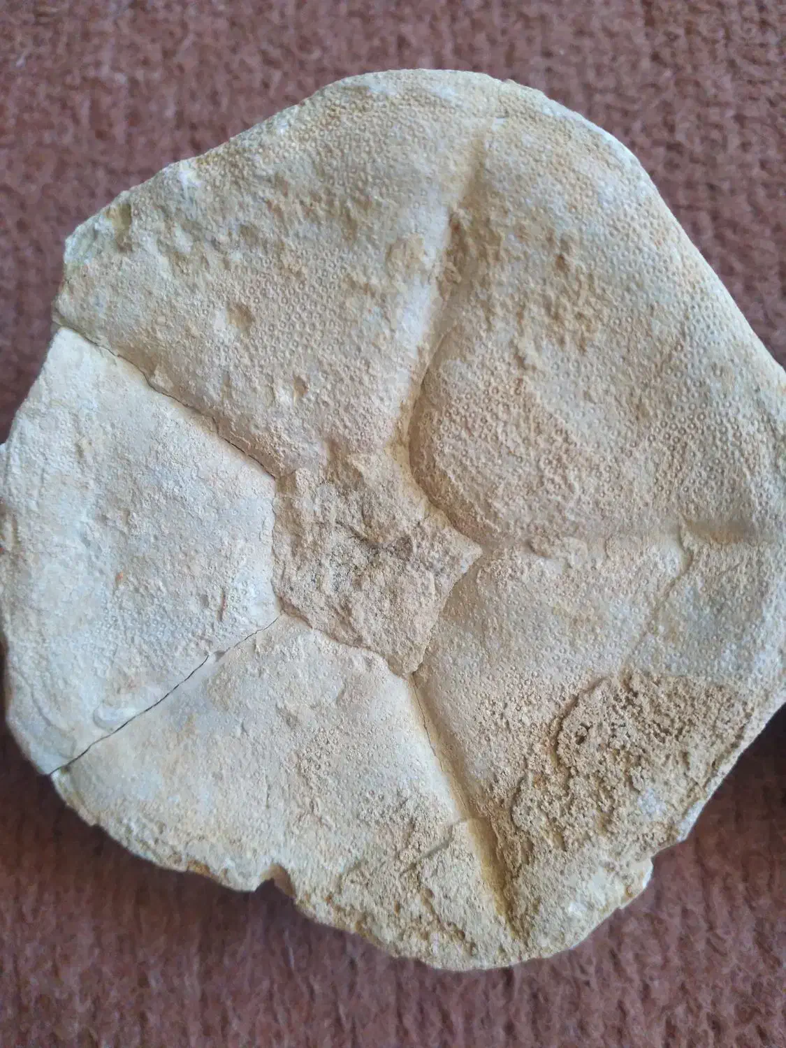 فسیل صدف کلکسیونی|کلکسیون اشیاء عتیقه|زنجان, |دیوار