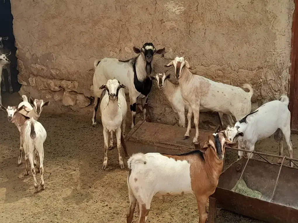 بز نر وماده سومال|حیوانات مزرعه|بندرعباس, |دیوار