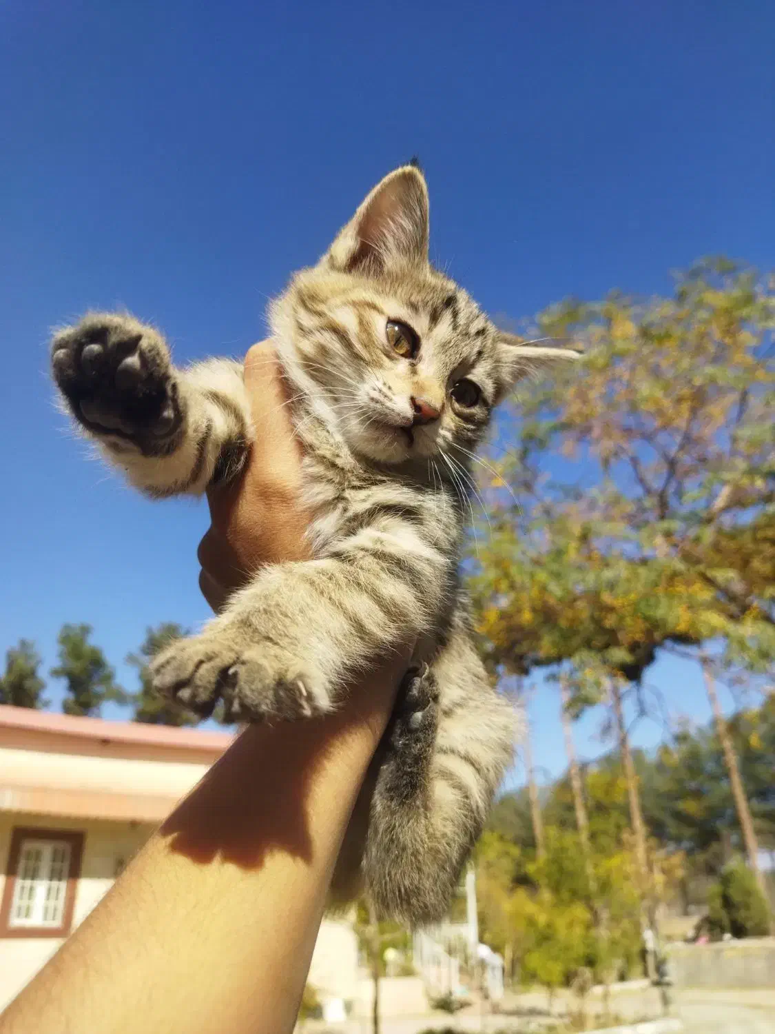 بچه گربه ماده|گربه|بیرجند, |دیوار