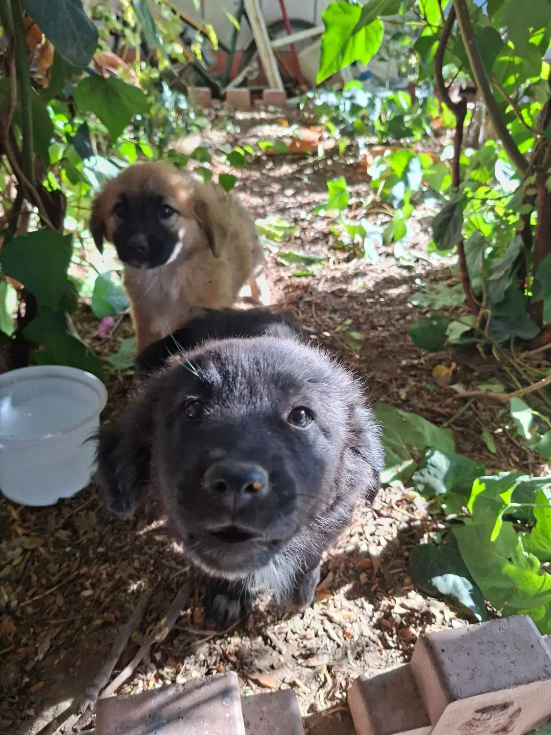 واگذاری دو عدد توله سگ تریر دو رگه|سگ|کاشمر, |دیوار