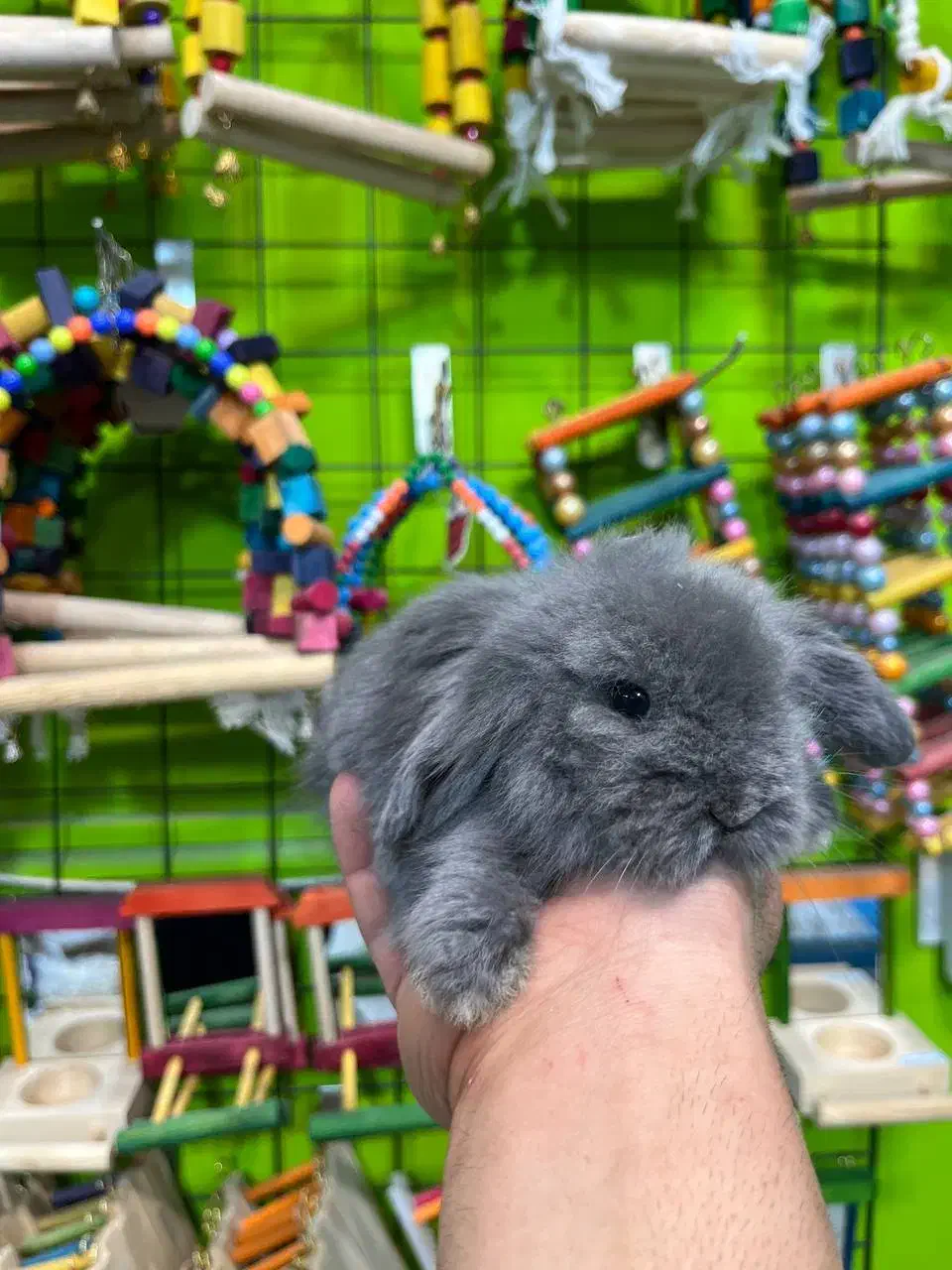 خرگوش مینی لوپ|موش و خرگوش|قائم‌شهر, |دیوار