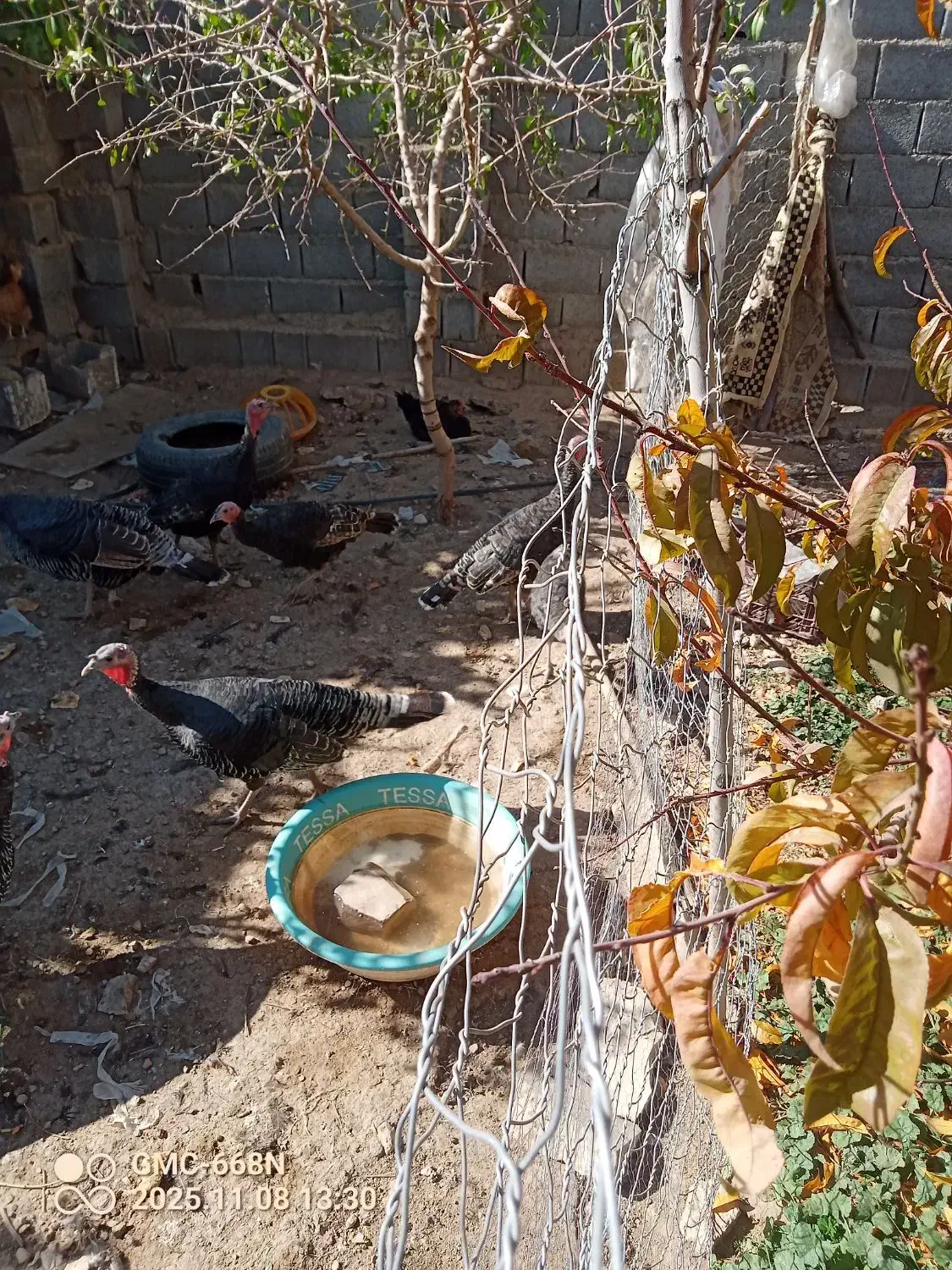 جوجه بوقلمون|حیوانات مزرعه|سمیرم, |دیوار