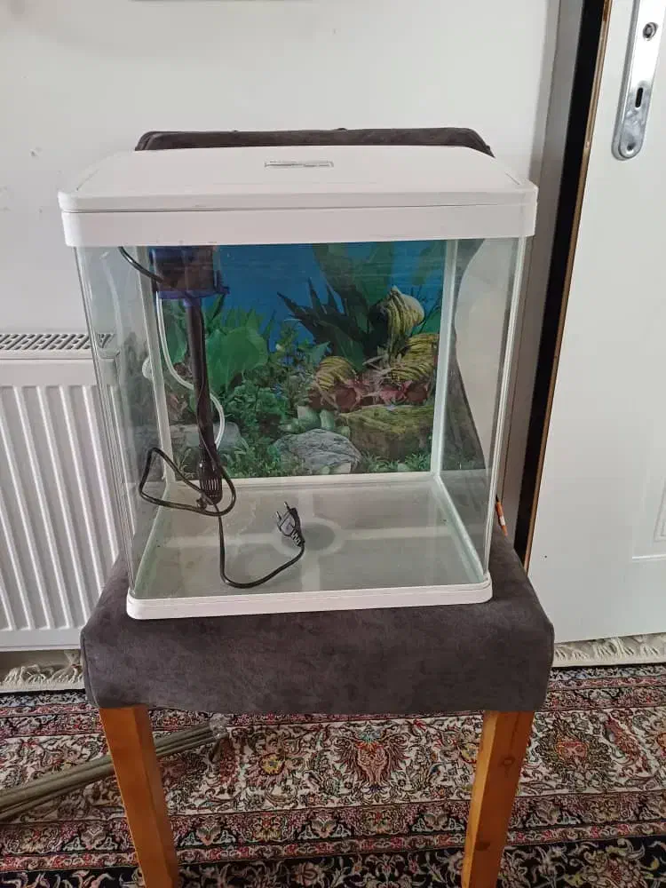 اکواریوم|ماهی|سنندج, |دیوار