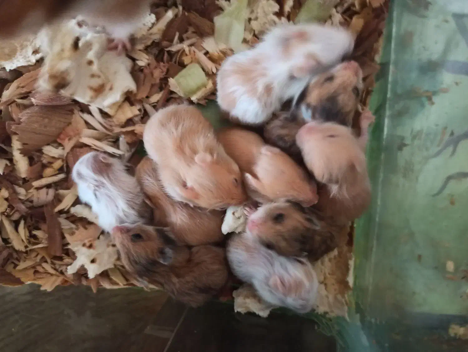 همسترمینیاطوری ، دستی|موش و خرگوش|شیراز, شهرک کوشکک|دیوار