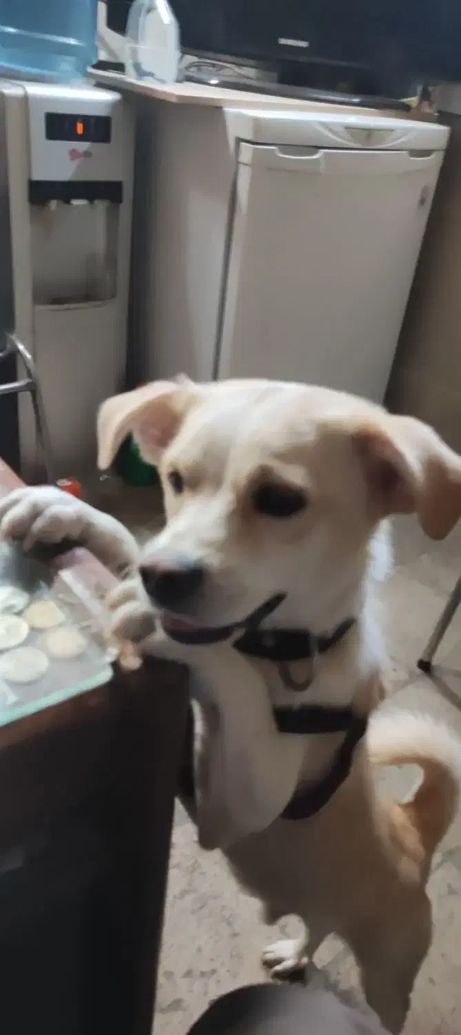 سگ گمشده نر پا کوتاه|حیوانات|اسلامشهر, مطهری|دیوار