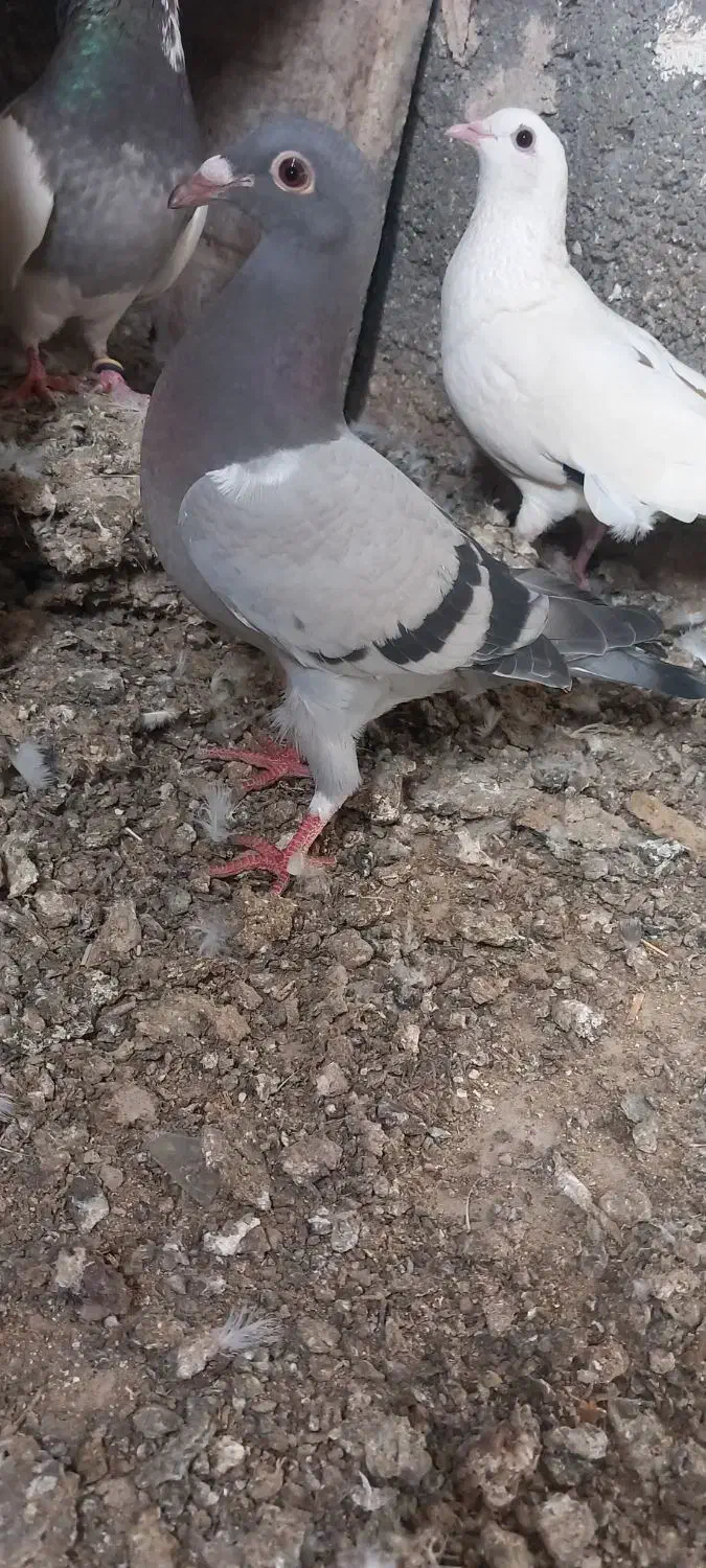 کفتر|پرنده|مشهد, مهدی آباد|دیوار