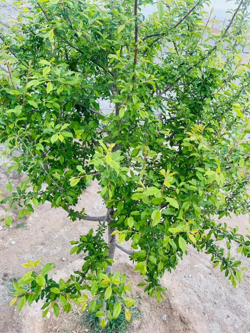 نهال بادام سنگی دانه درشت|خدمات باغبانی و درختکاری|خسروشاه, |دیوار