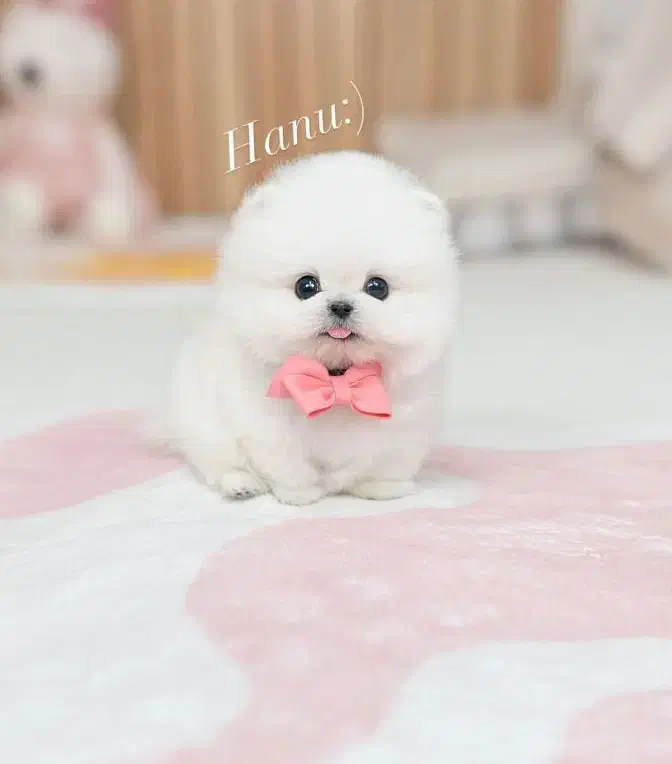 بوففیس|سگ|شاهین‌شهر, فردوسی|دیوار