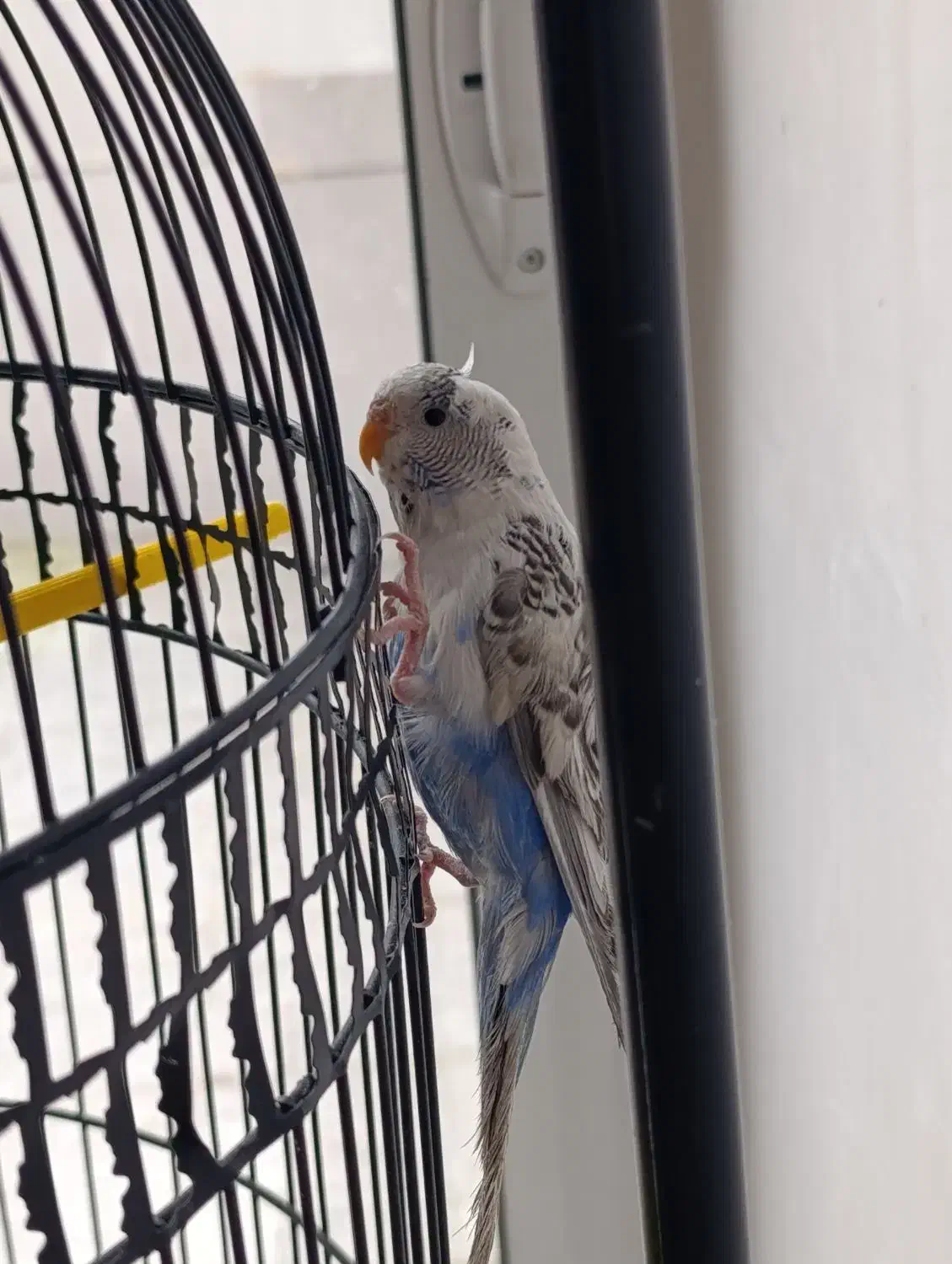 پرنده تزیینی|پرنده|اصفهان, باغ کاران|دیوار