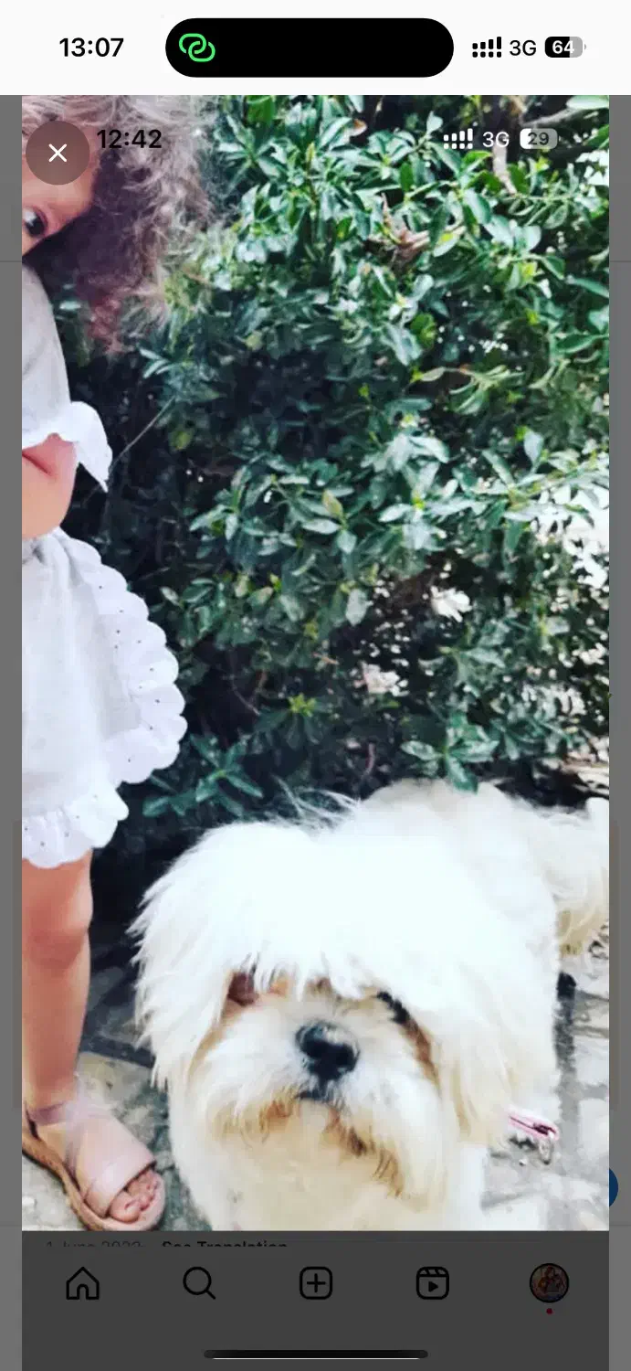 سگ شیتزو نژاد اصل|سگ|محلات, |دیوار