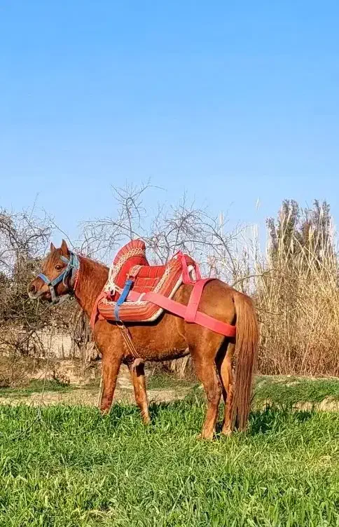 اسب یورقه|اسب و تجهیزات اسب‌سواری|گرگان, |دیوار