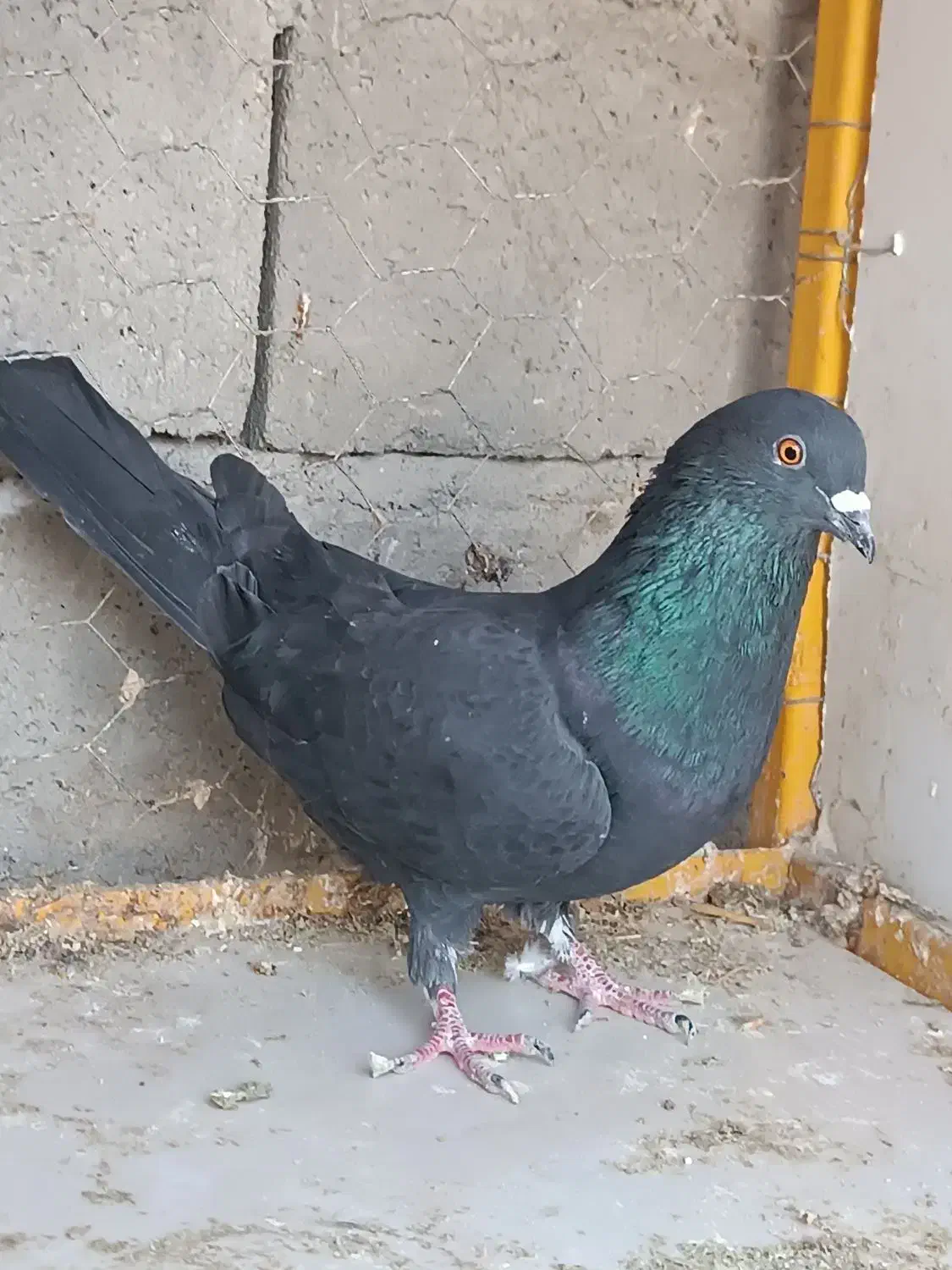 کبوترسیاه پرشی|پرنده|محمدبار, |دیوار