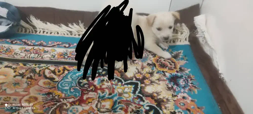 سگ پاکوتاه پامر مادرش اشپیتز فقط یکی مونده|سگ|رفسنجان, |دیوار