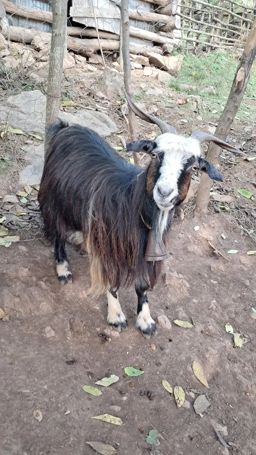 بز جوان ۱ ساله حدود ۴۰ کیلویی گوسفند|حیوانات مزرعه|رشت, بازار|دیوار