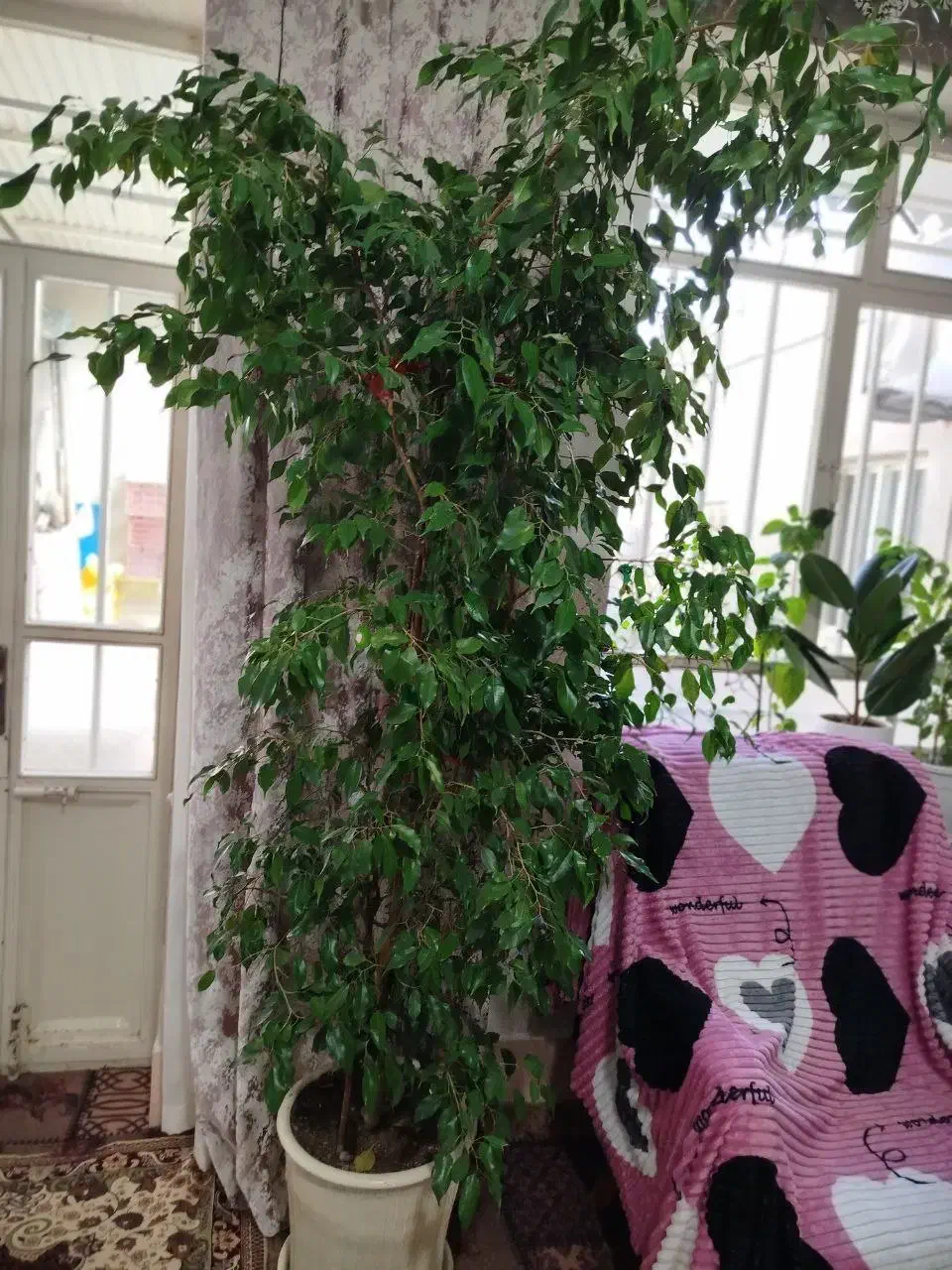 گل بنجامین|گل و گیاه طبیعی|مراغه, |دیوار