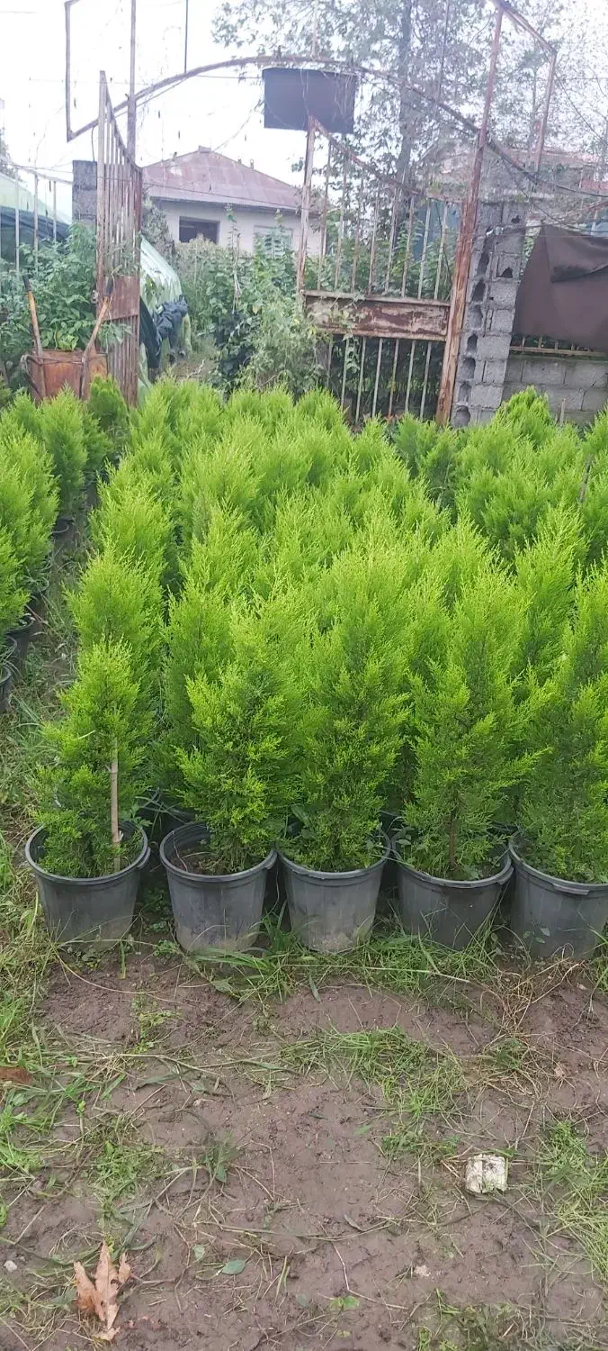 پتسپروم ولاوسون|خدمات باغبانی و درختکاری|کلاچای, |دیوار