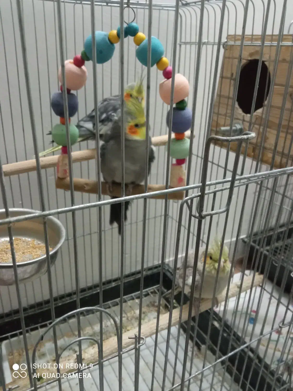 عروس هلندی|پرنده|شهریار, رزکان|دیوار