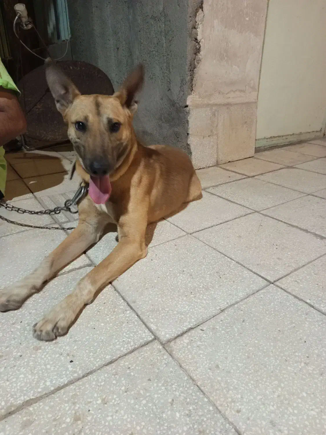 حیوان|سگ|جوین, |دیوار