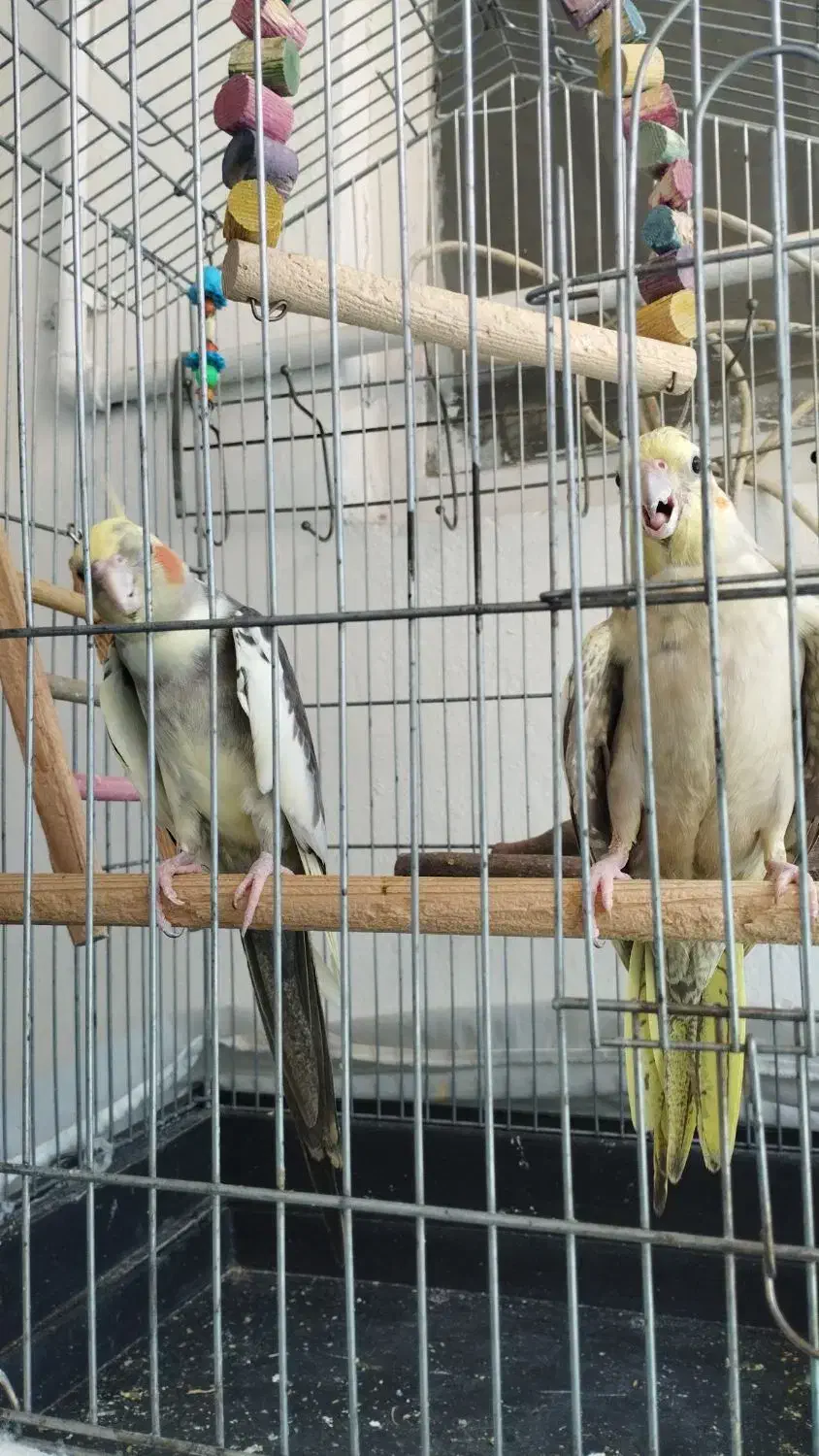 عروس هلندی|پرنده|گلستان (تهران), |دیوار