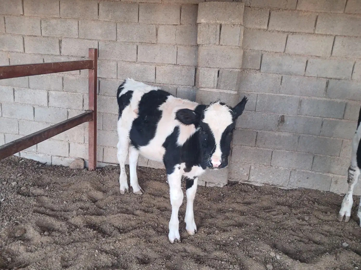 گوساله|حیوانات مزرعه|قاسمآباد (خواف), |دیوار