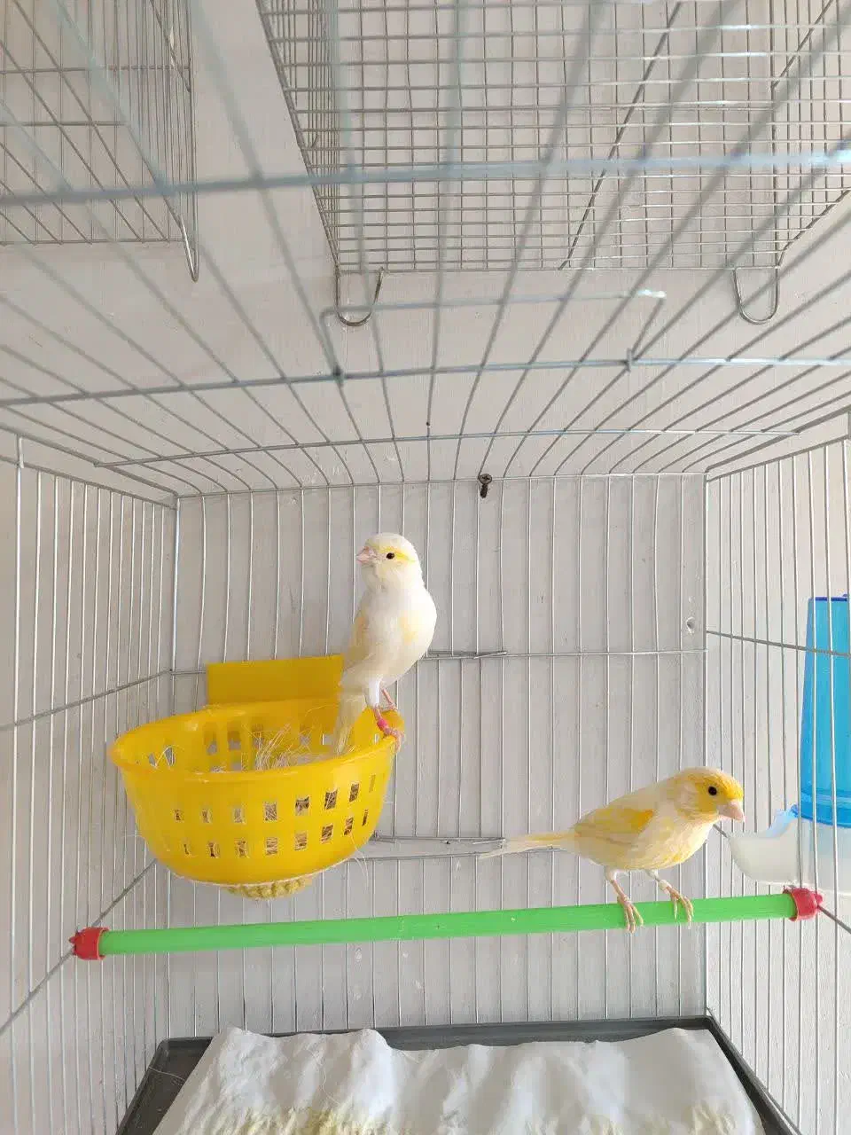 قناری مست آماده جفت|پرنده|هشتگرد, گلسار|دیوار