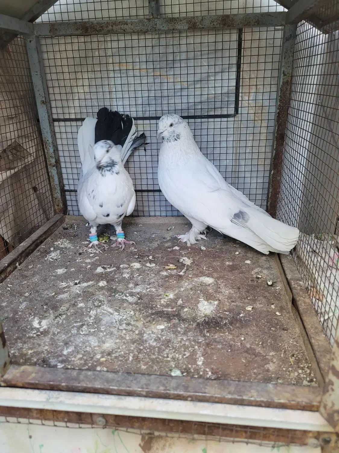 کبوتر پر|پرنده|خمینیشهر, |دیوار