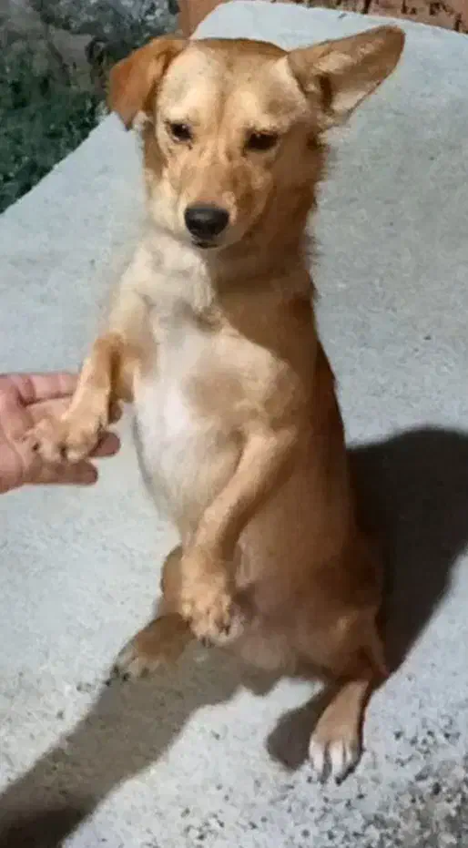 سگ پا کوتاه نر|سگ|دلند, |دیوار